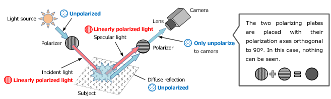 Arrangement and effect of polarizing plate